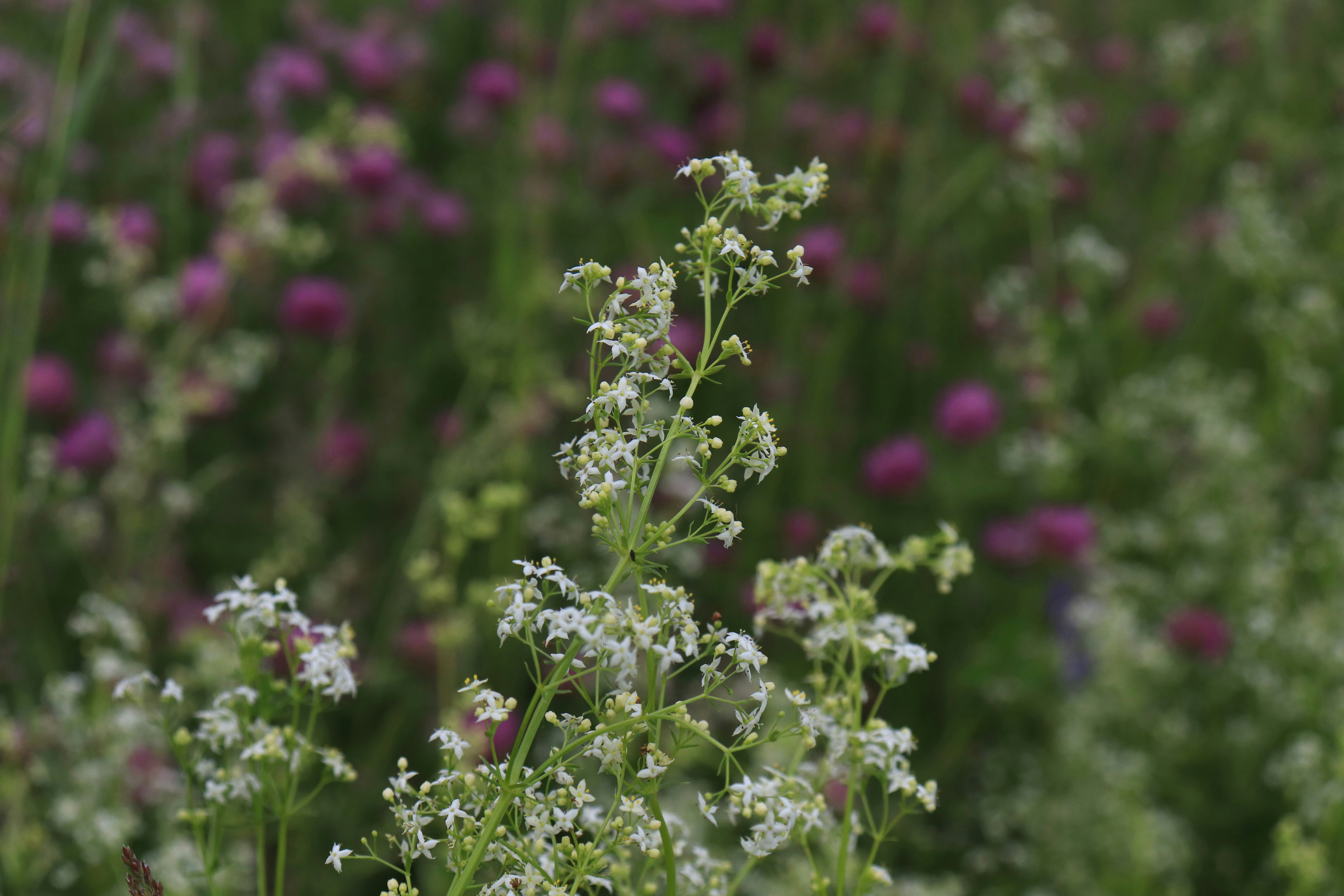 Photo by giulicanderle