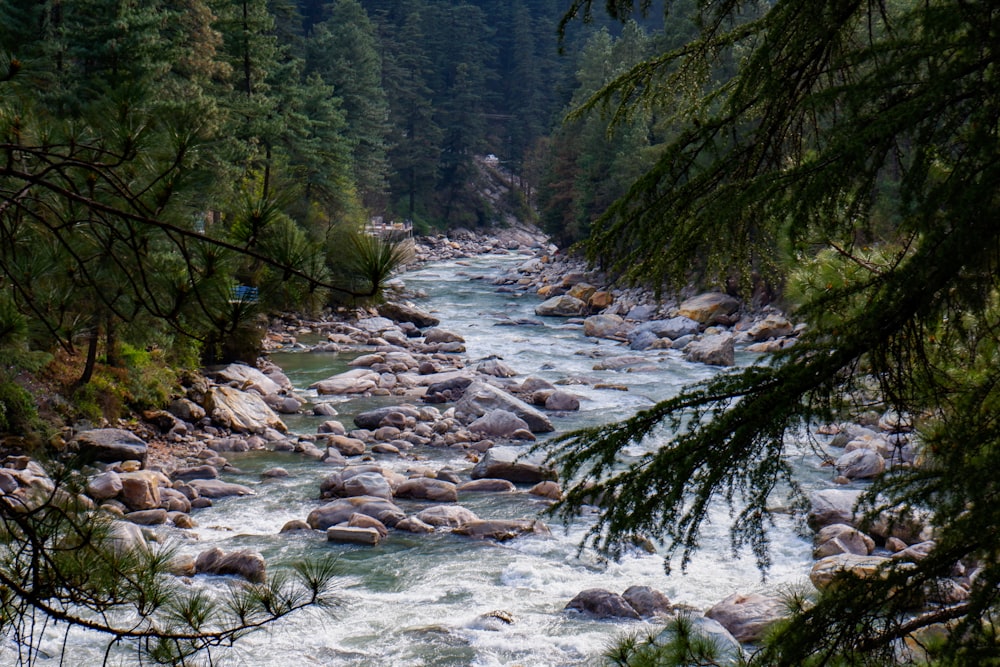 a river with rocks and trees