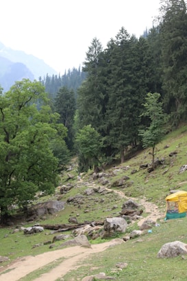 A lush, green landscape with tall pine trees and a rocky pathway leading through the forested area. The surrounding environment includes scattered rocks and a grassy surface. To the right is a colorful tent-like structure.