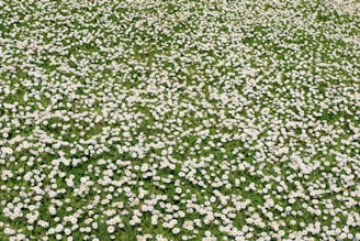 a field of white flowers