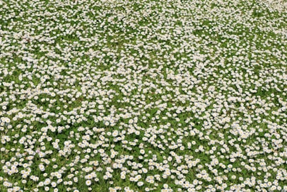 a field of white flowers
