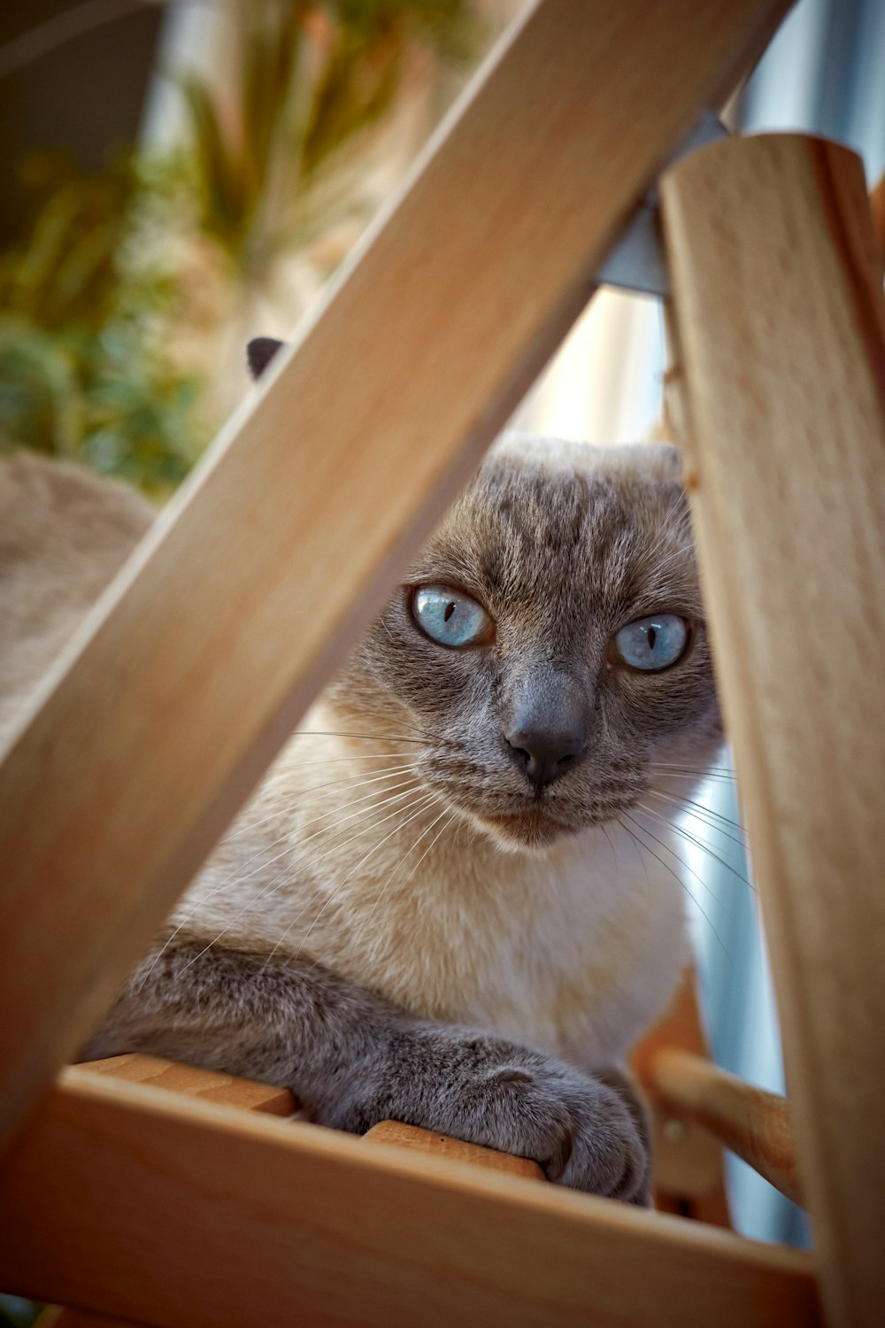 a cat sitting on a chair