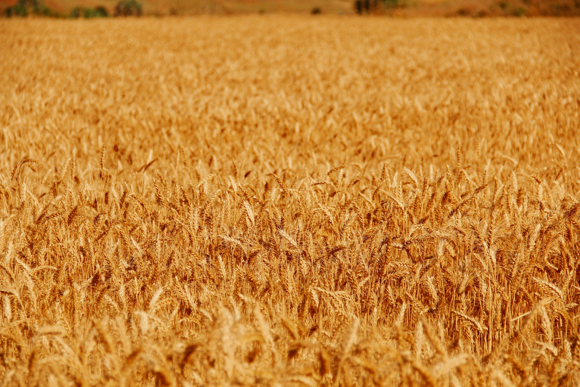 a field of wheat