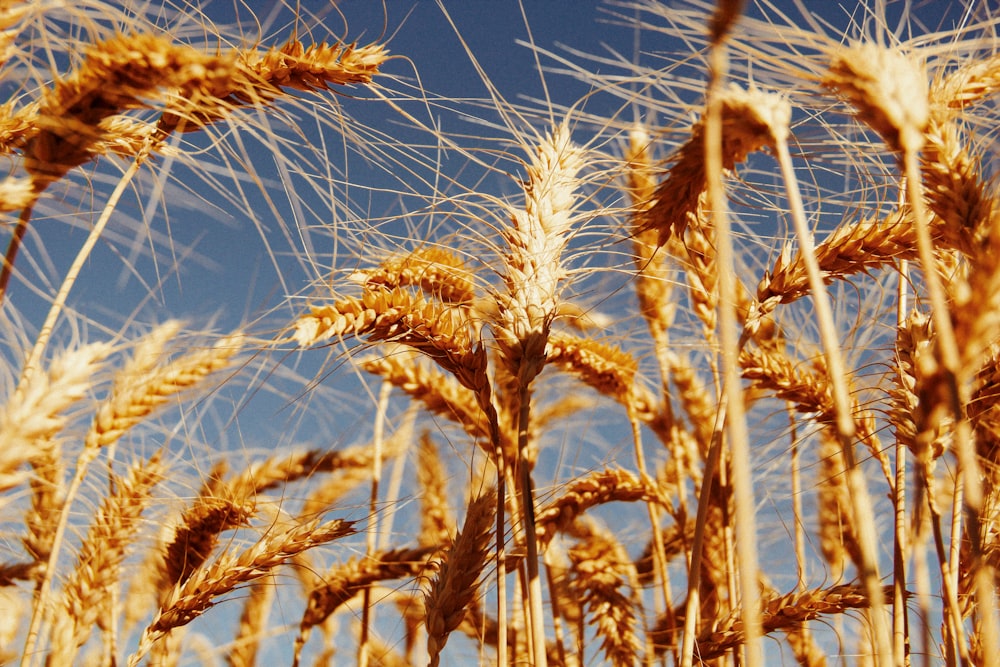 畑の小麦の接写
