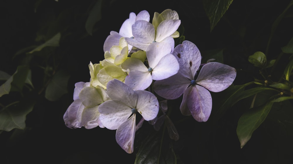 a group of flowers