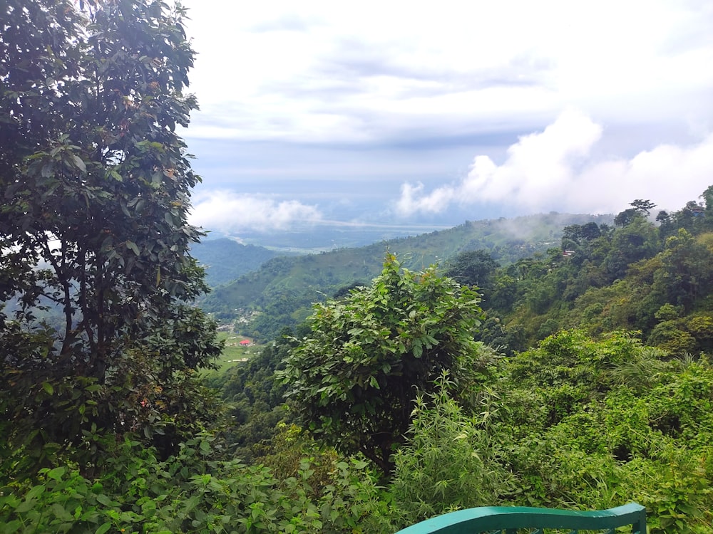 a view of a forest