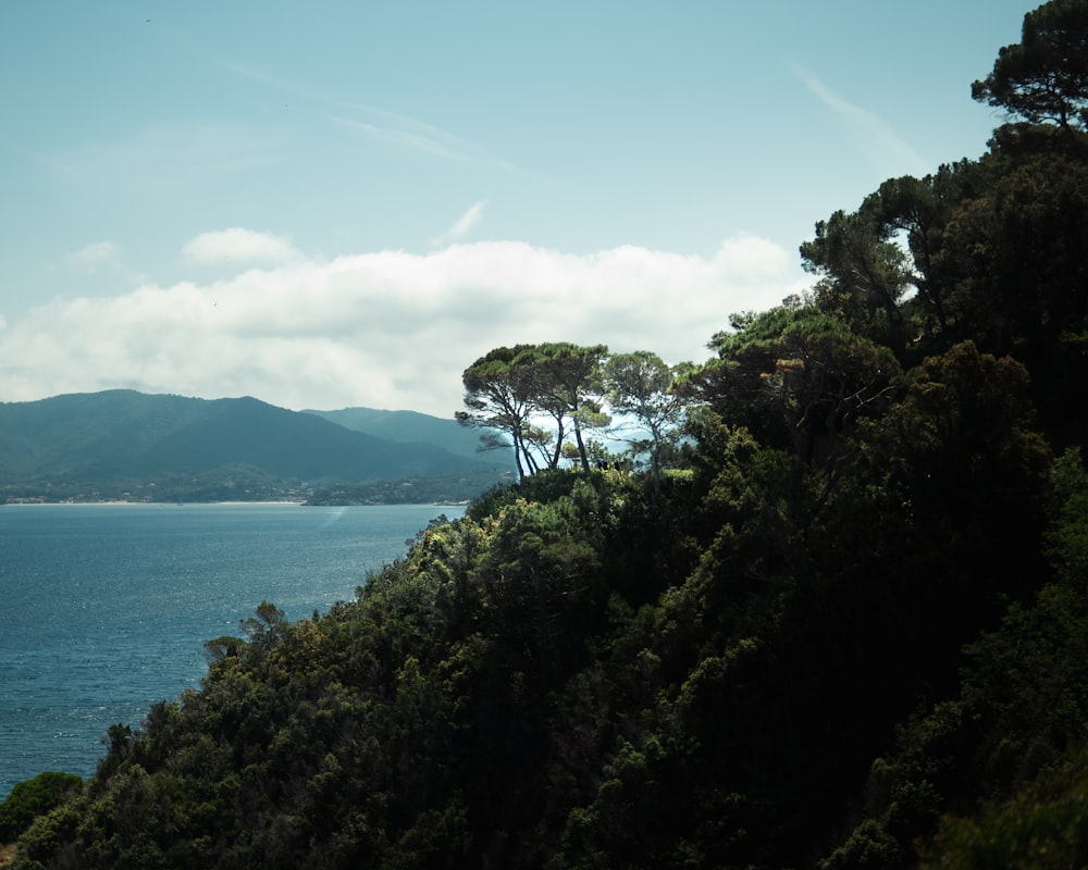 a body of water with trees around it