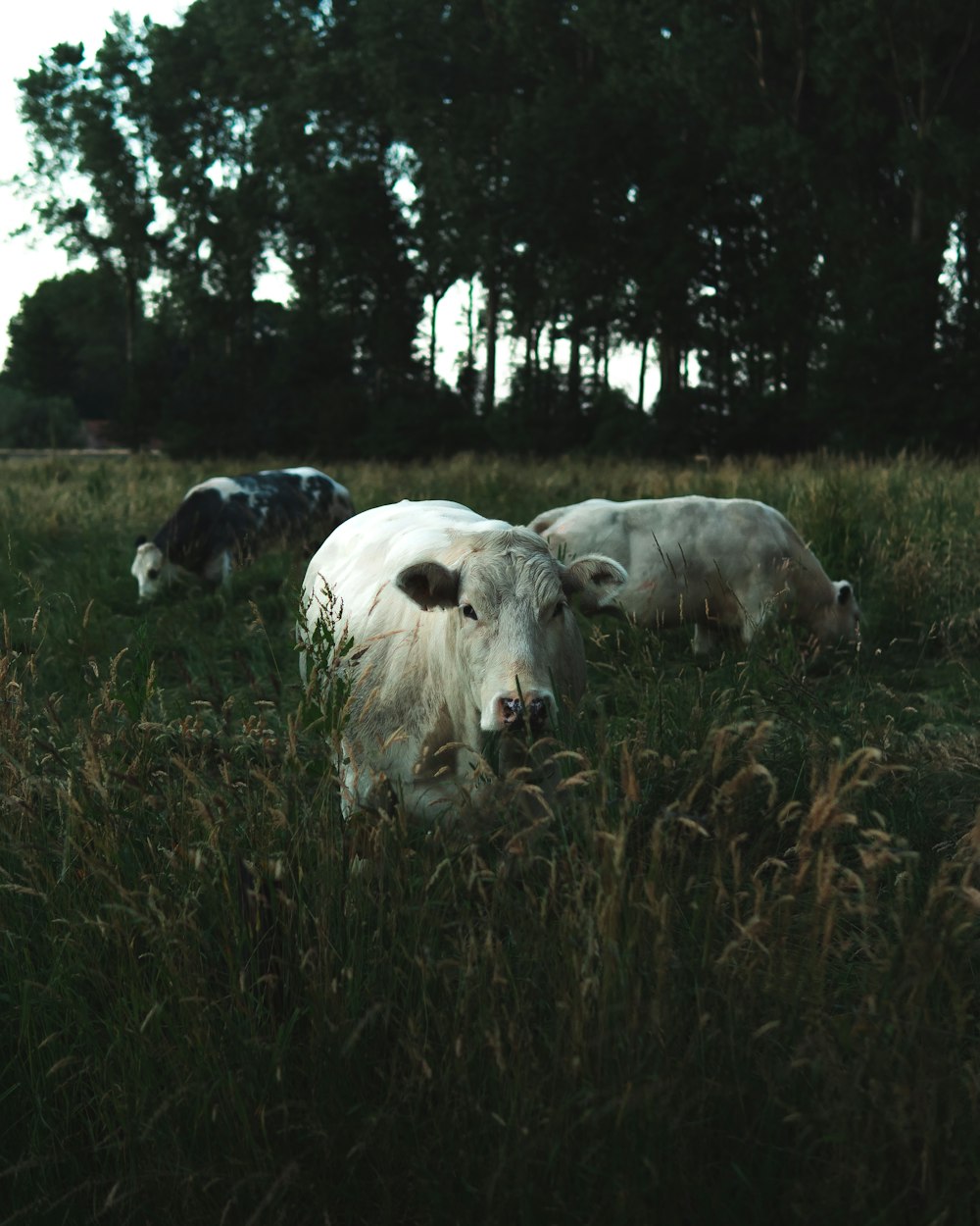 a group of cows in a meadow