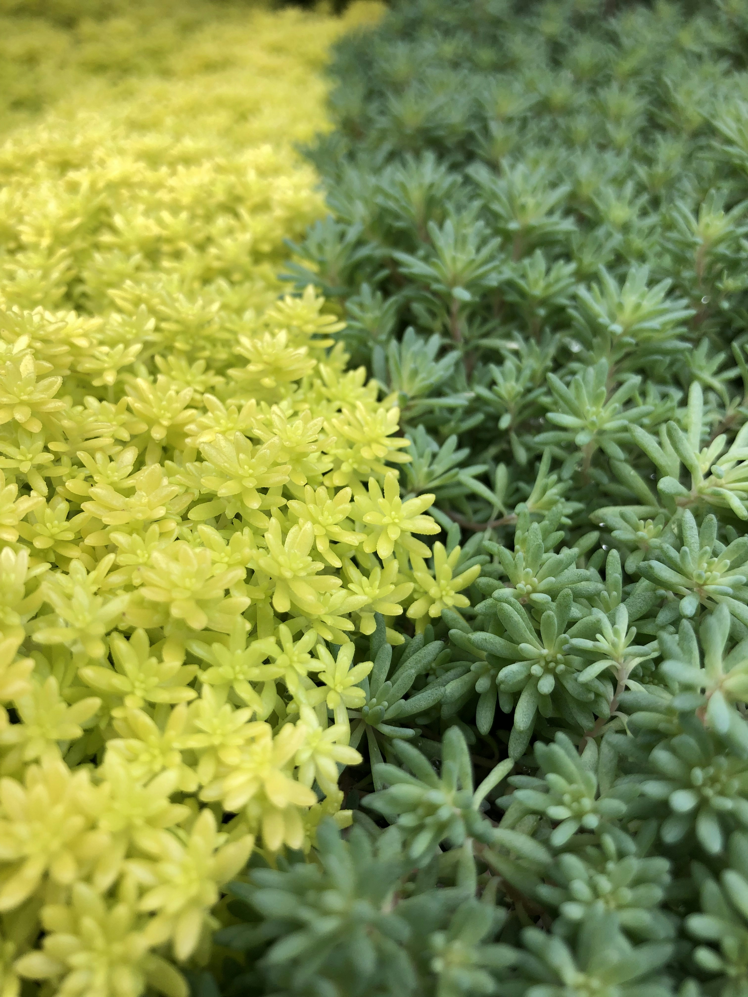 Un campo de flores amarillas