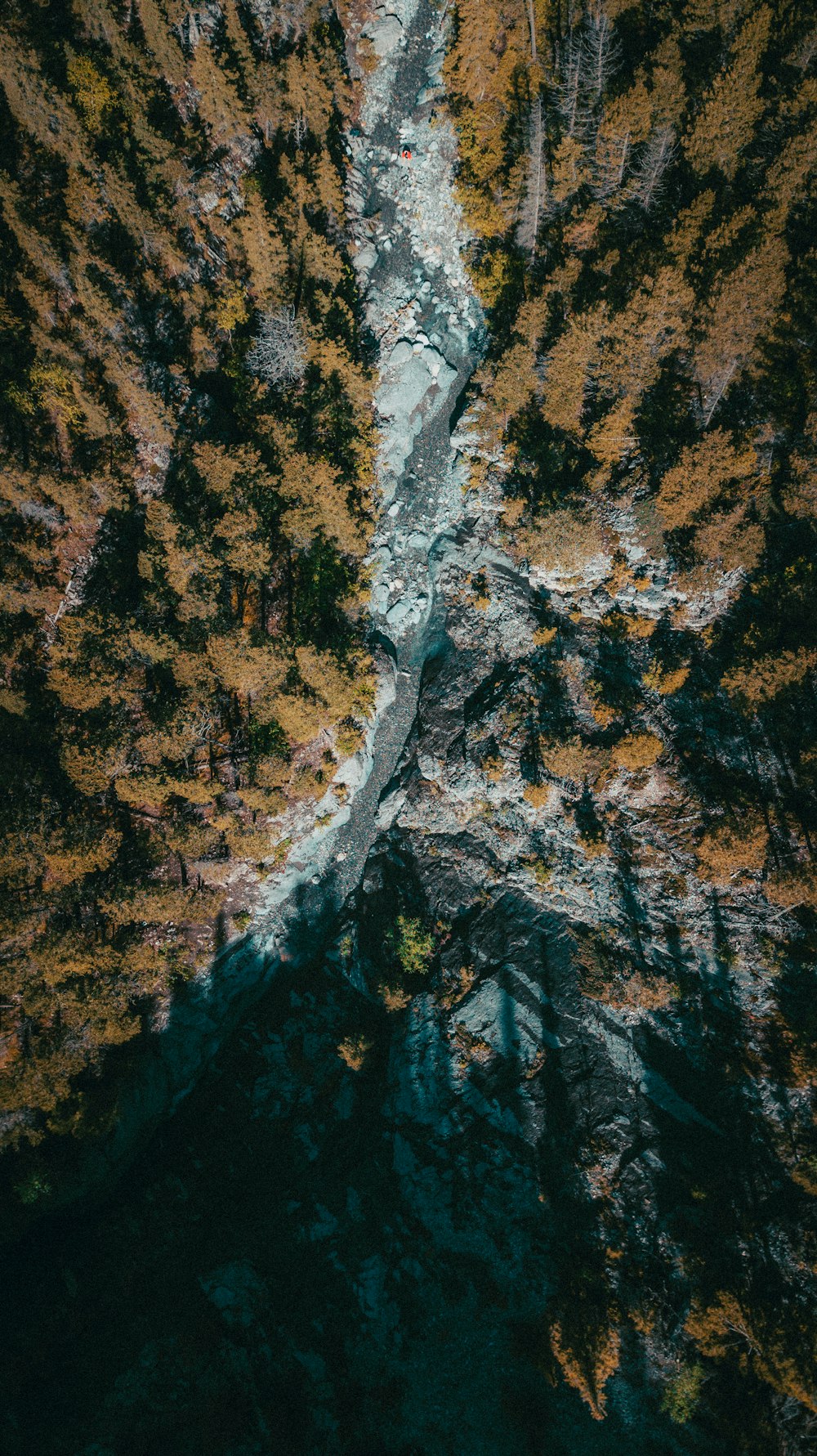 aerial view of a forest