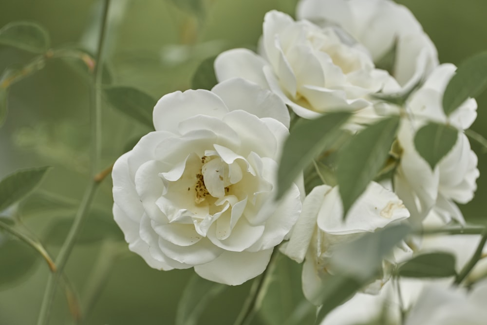 a close up of white flowers