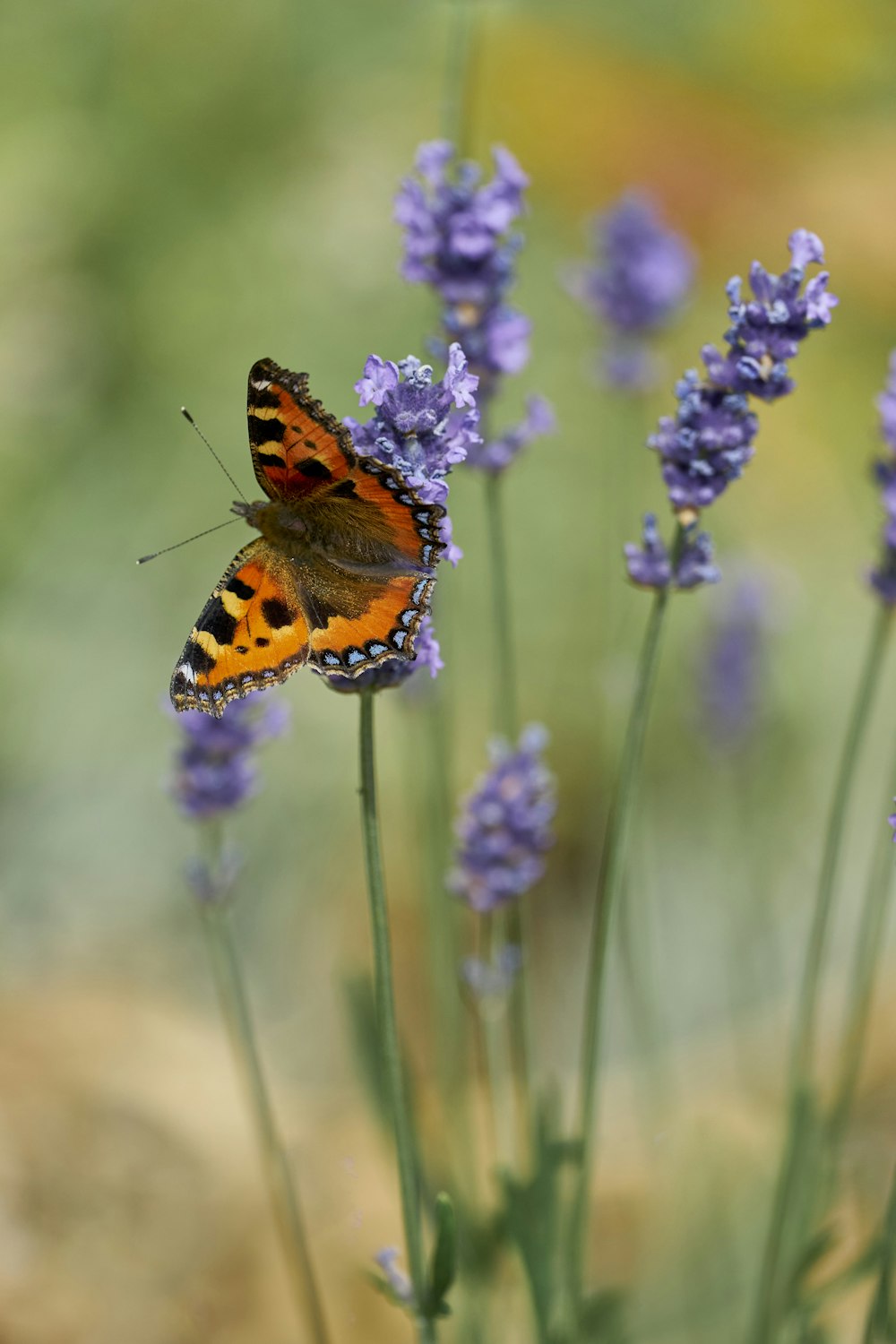 a butterfly on a flower