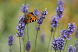 a butterfly on a flower