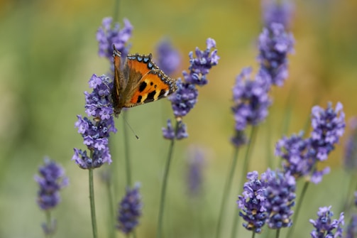 a butterfly on a flower