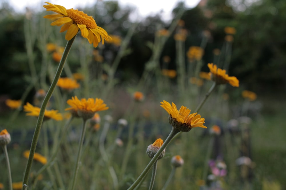 a group of yellow flowers