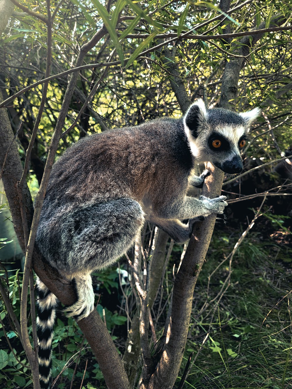 a lemur in a tree