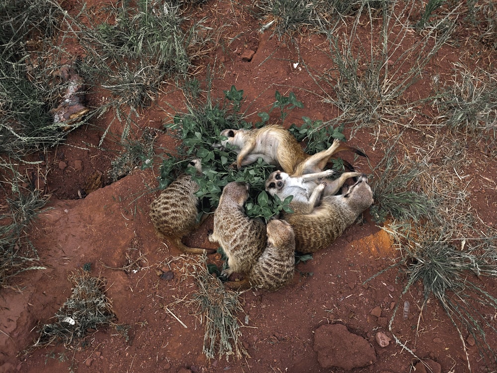 a group of animals lying on the ground