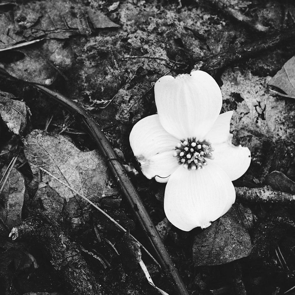 a white flower on a log