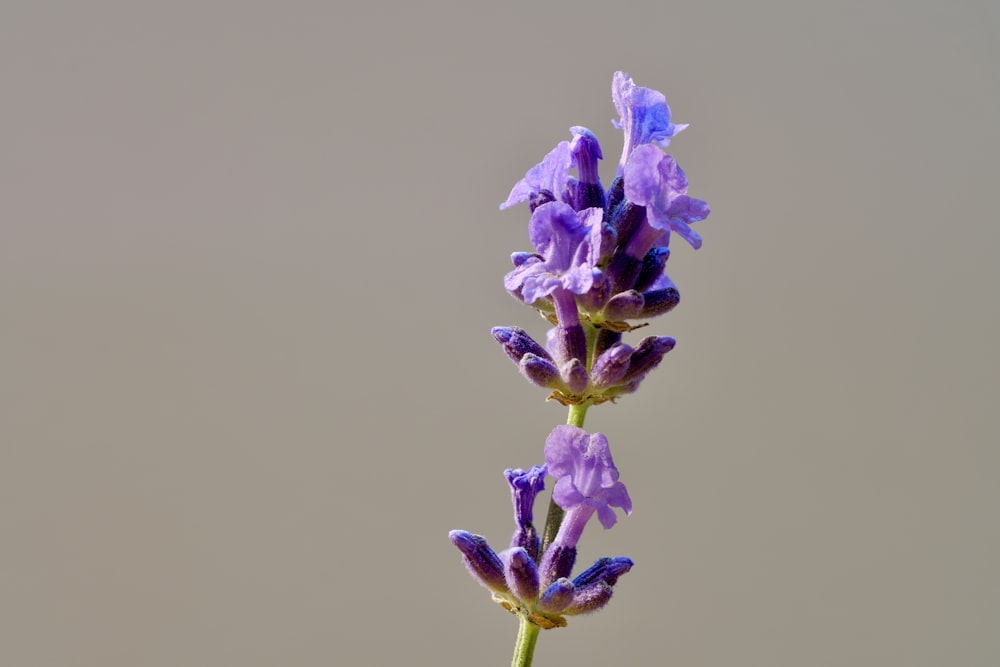 a close up of purple flowers