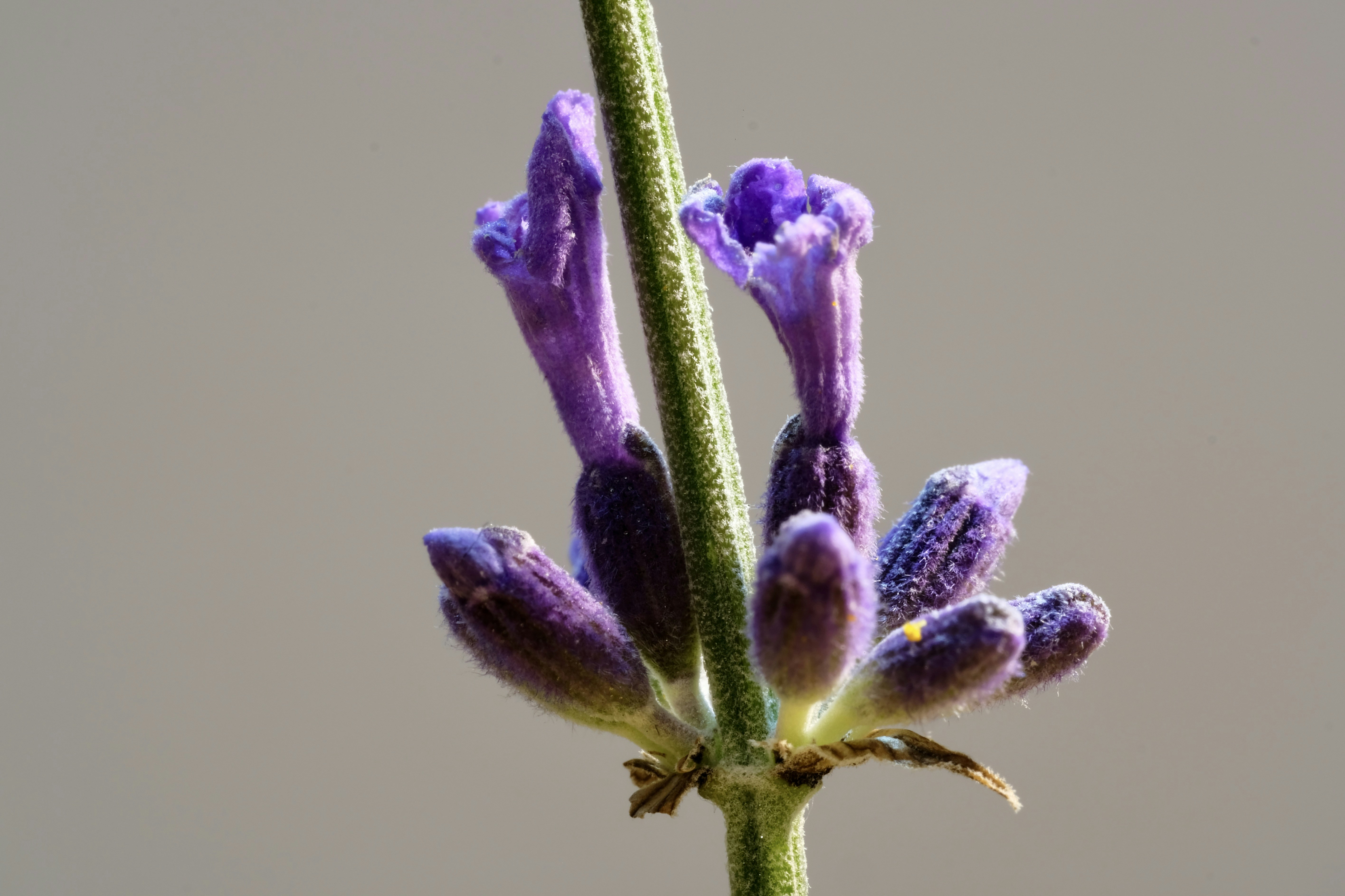 a close-up of a purple flower
