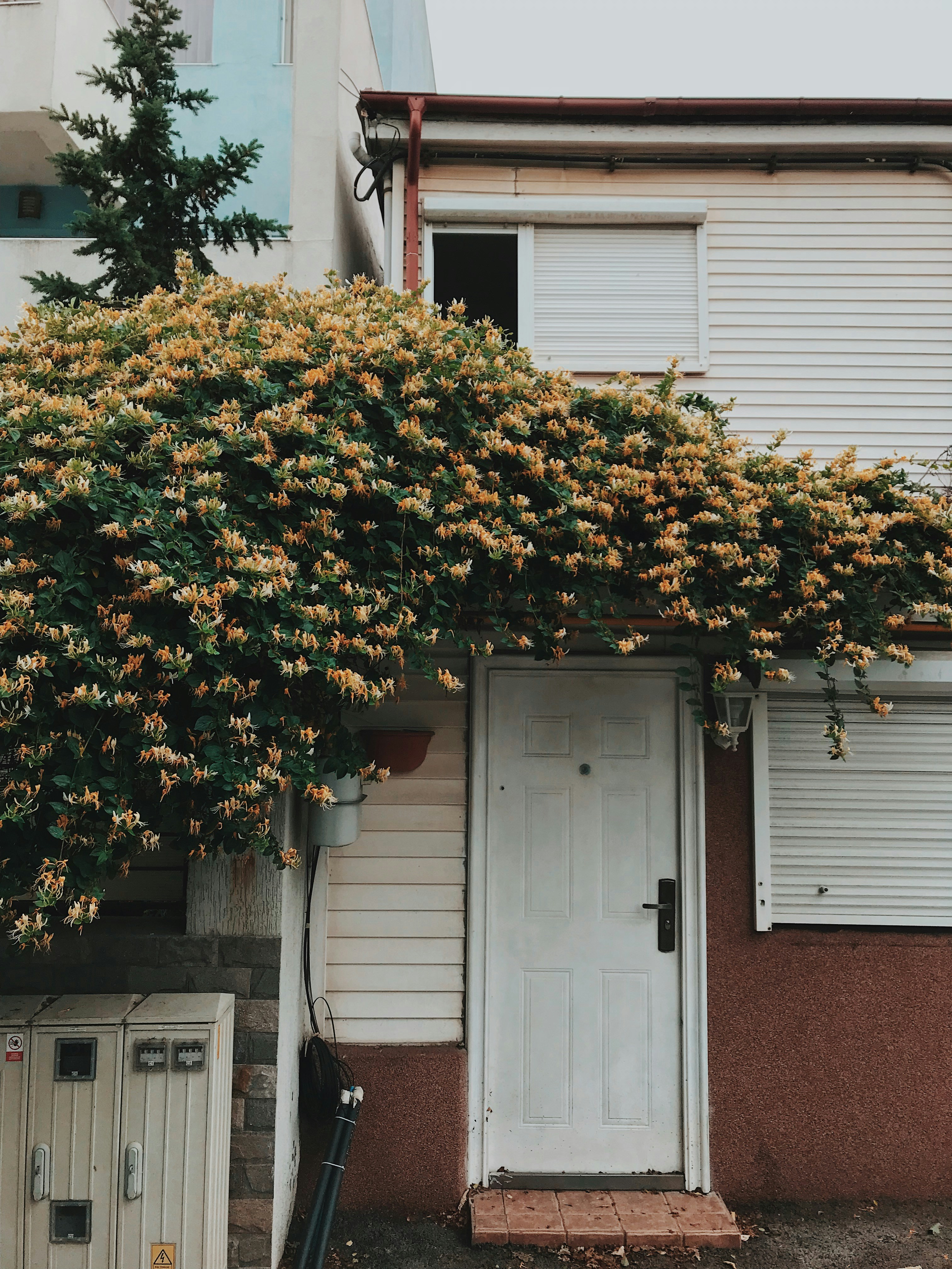 a tree with flowers growing on it