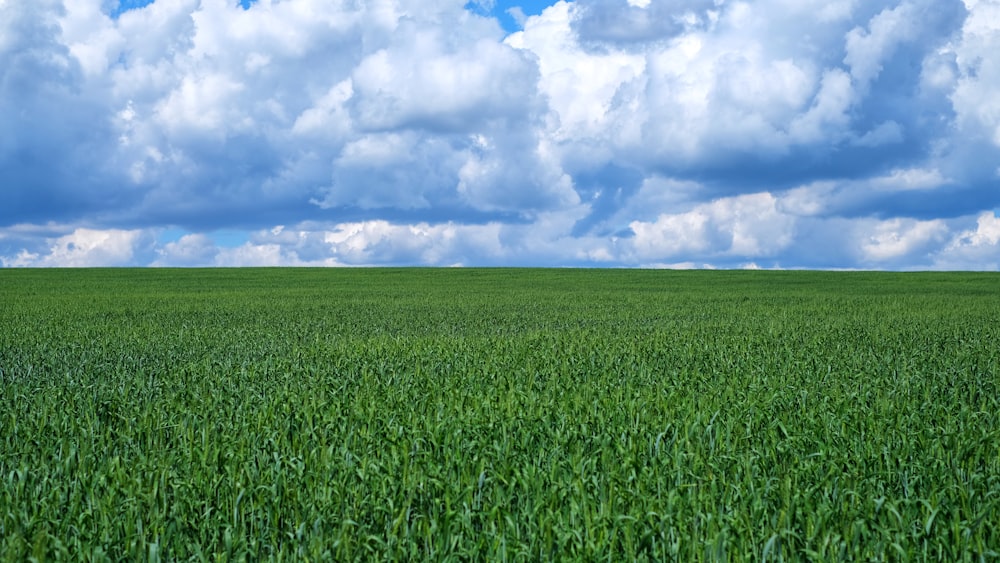 a large green field