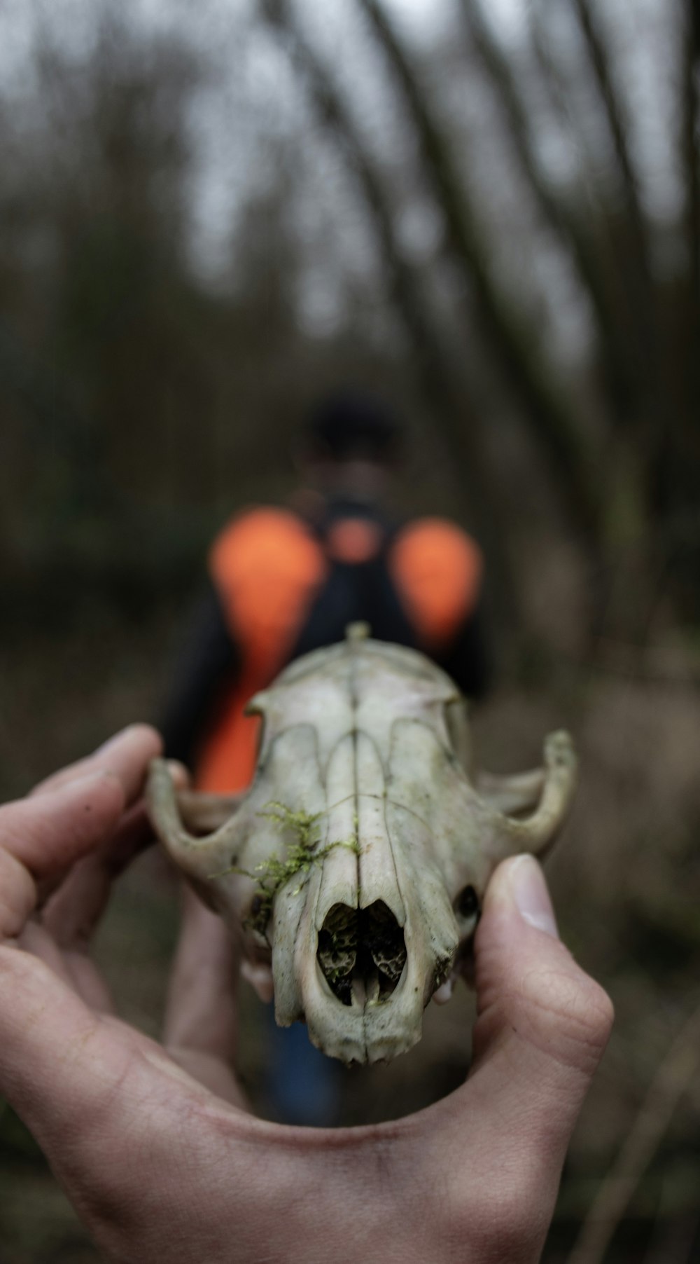 a hand holding a small bird