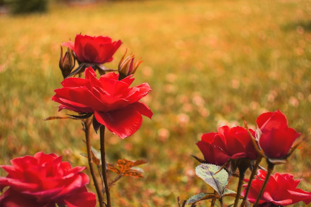 a group of red flowers