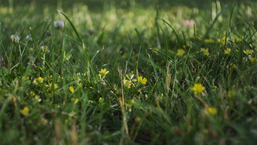 a field of grass with yellow flowers