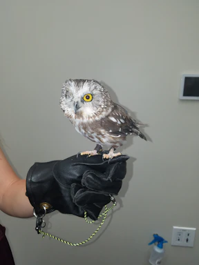 A friendly owl illustration wearing a bow tie, symbolizing attentive digital assistance.