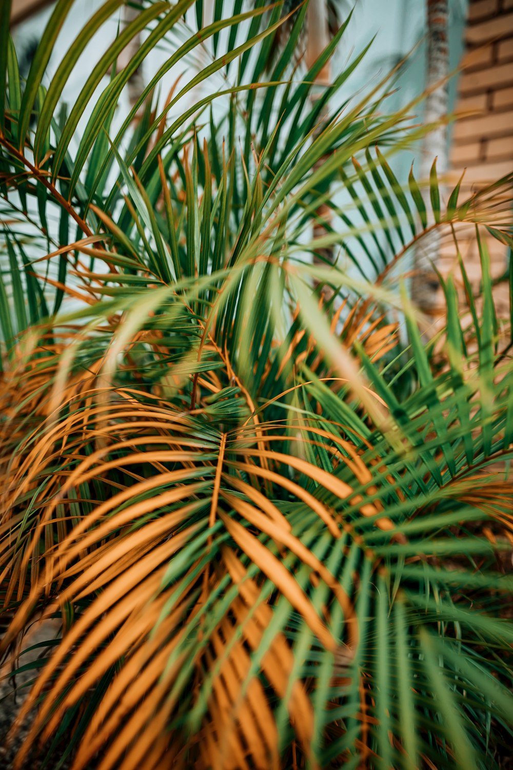 a close up of some plants