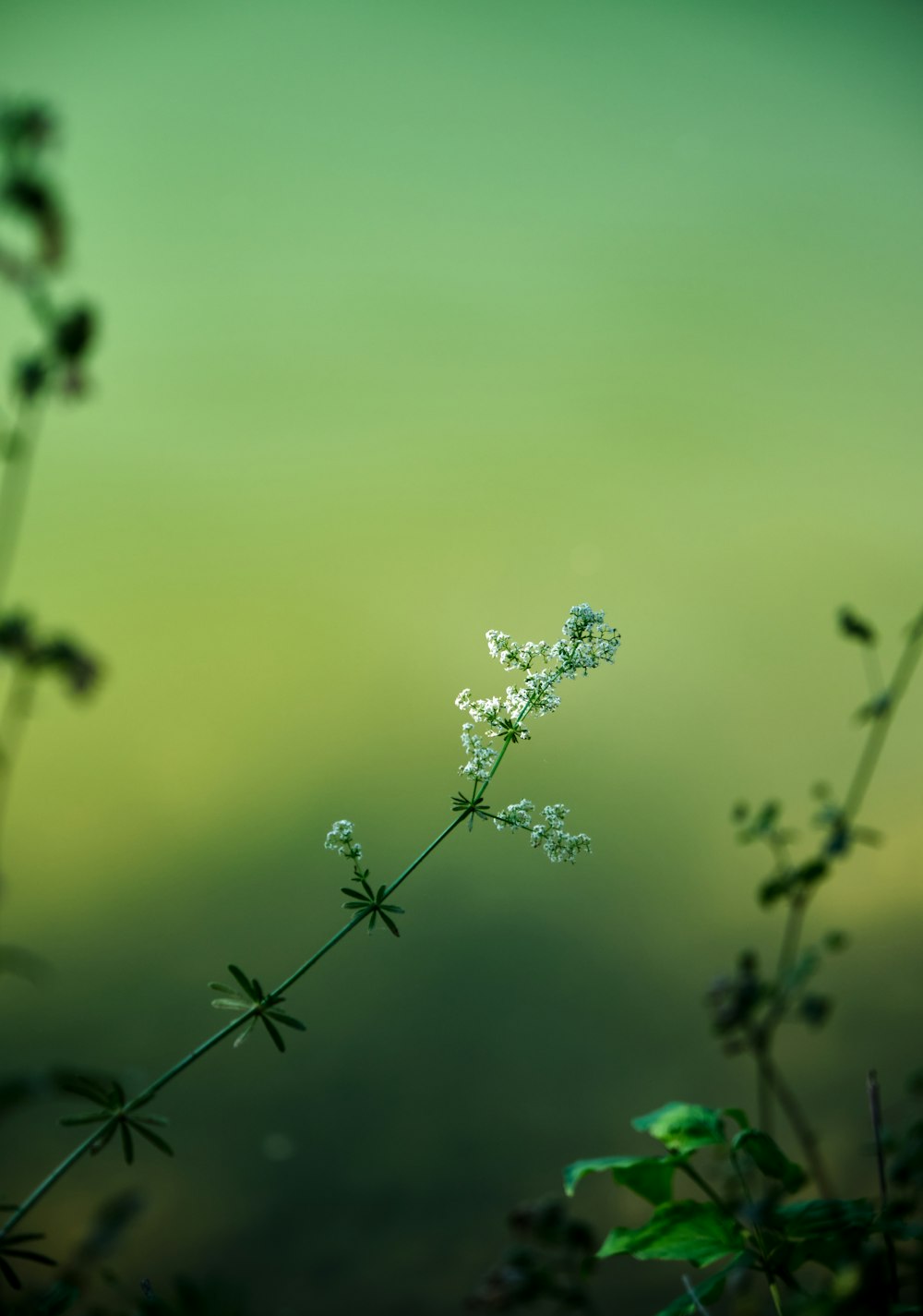 a close-up of a plant