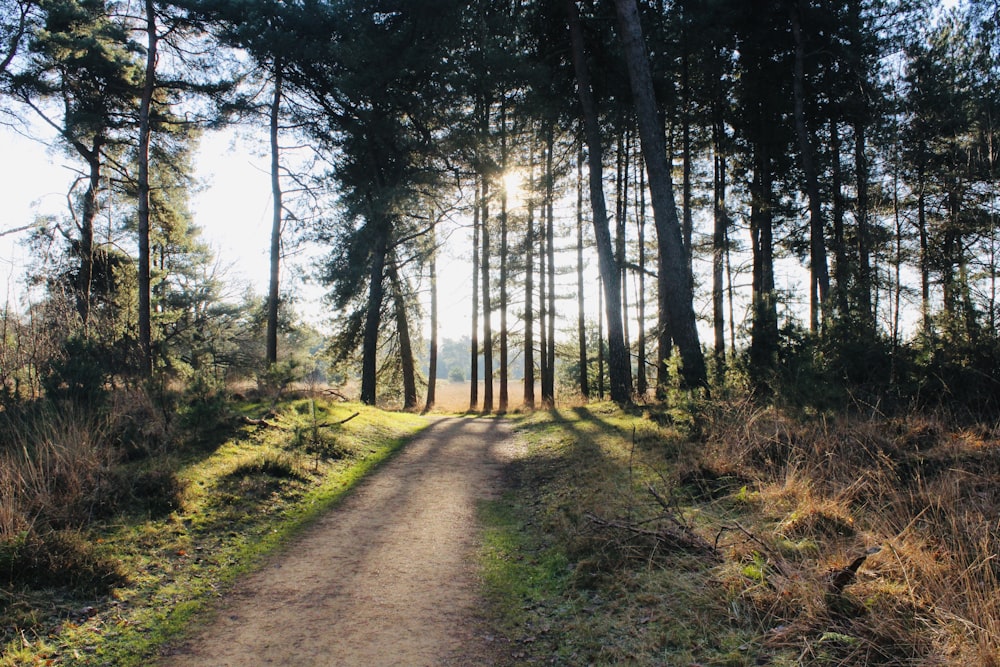 a dirt road in a forest