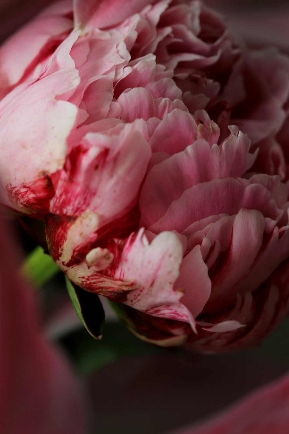 a close up of pink flowers