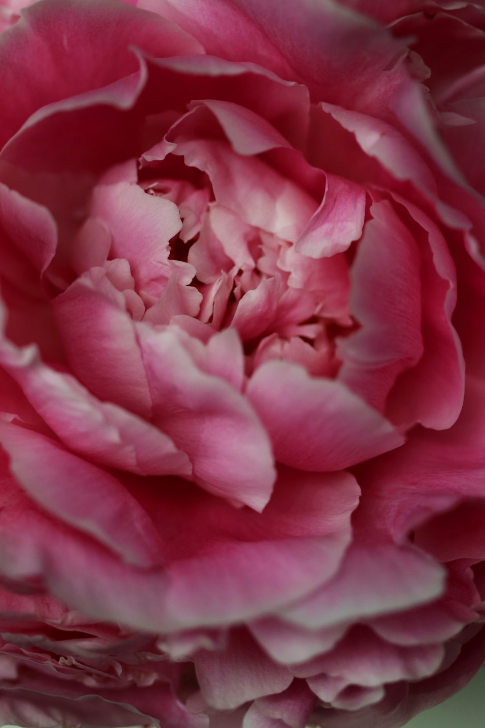a close up of a pink rose