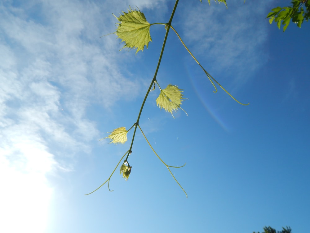 a kite flying in the sky