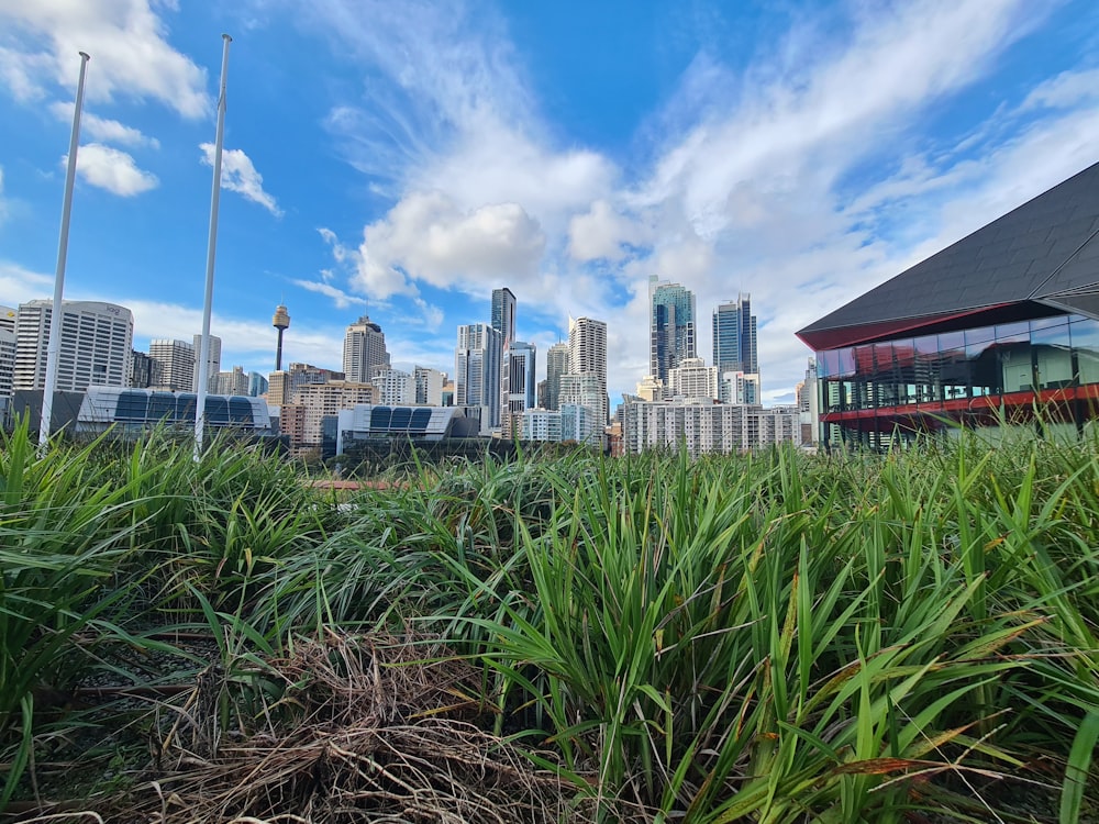 a grassy area with buildings in the background