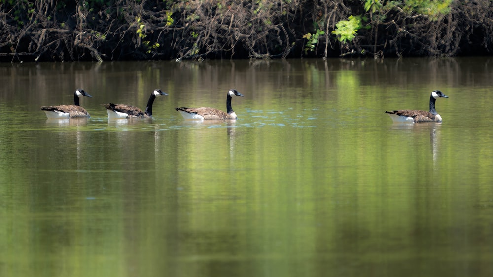 a group of ducks swimming in a lake