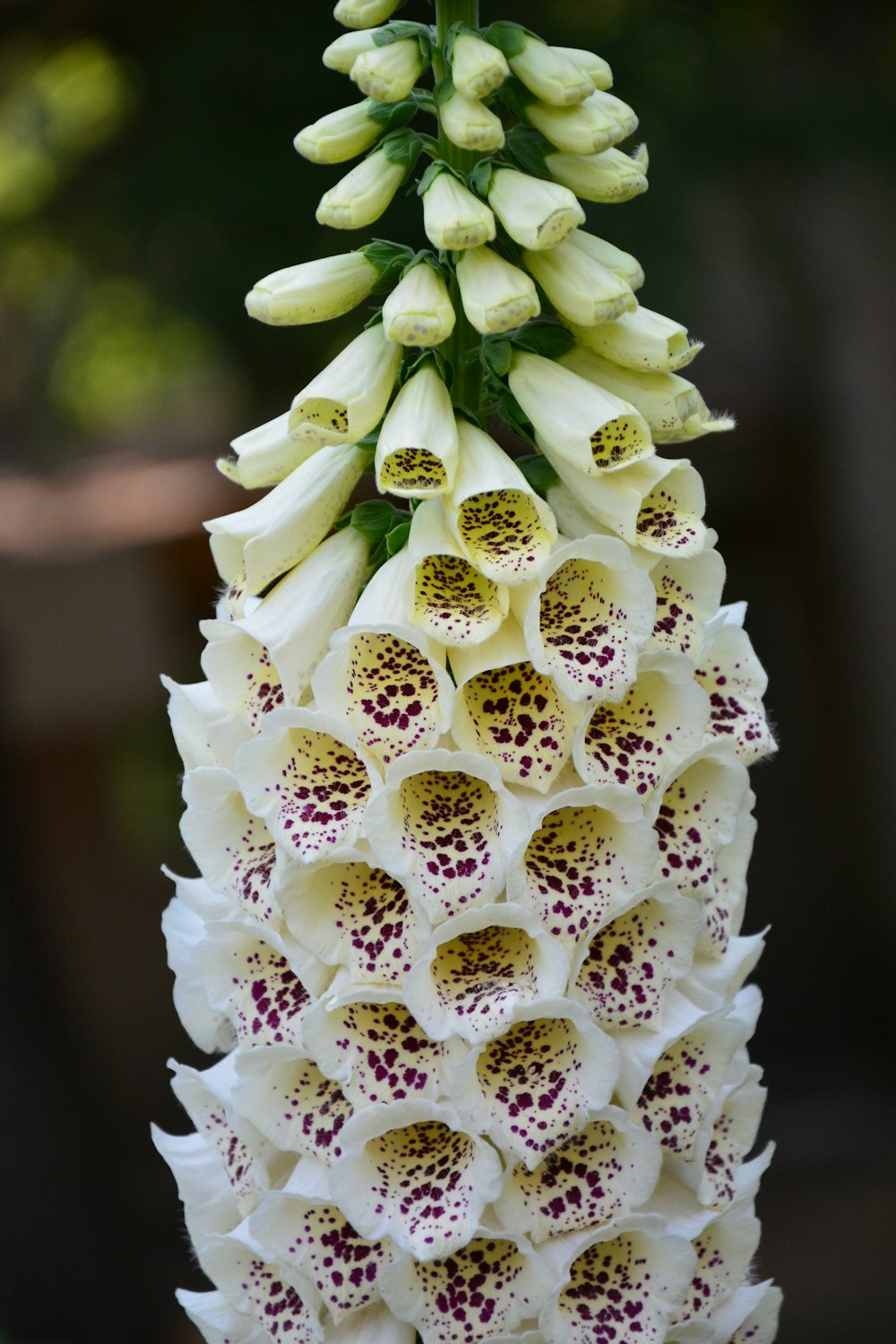 a white and pink flower