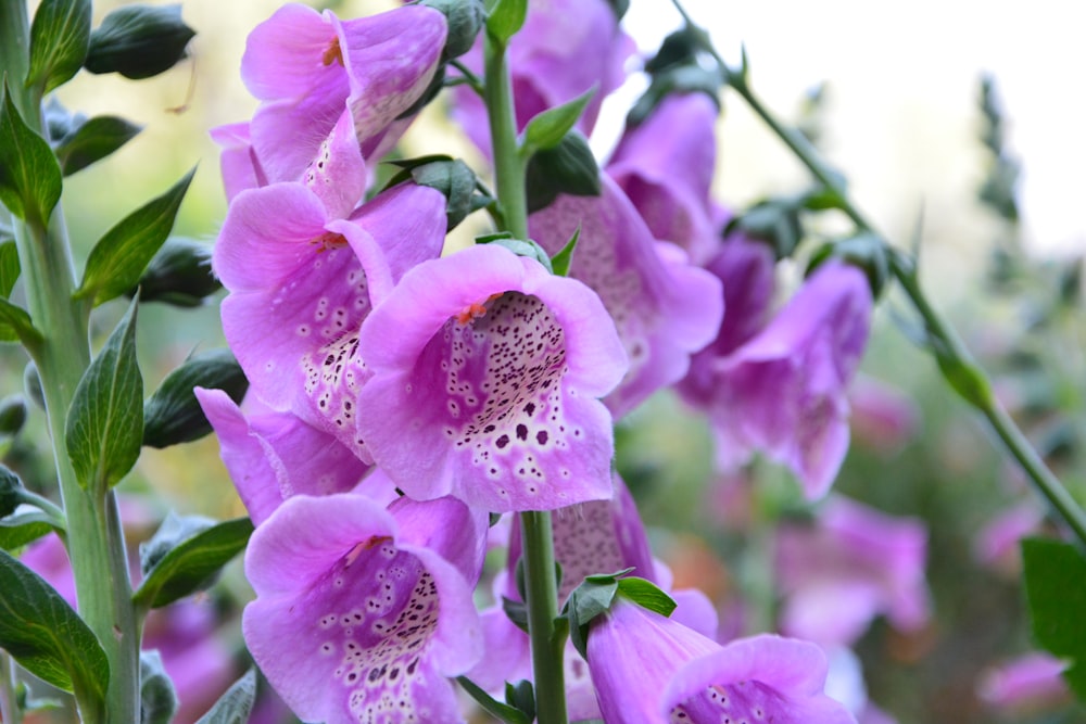 a close up of a purple flower