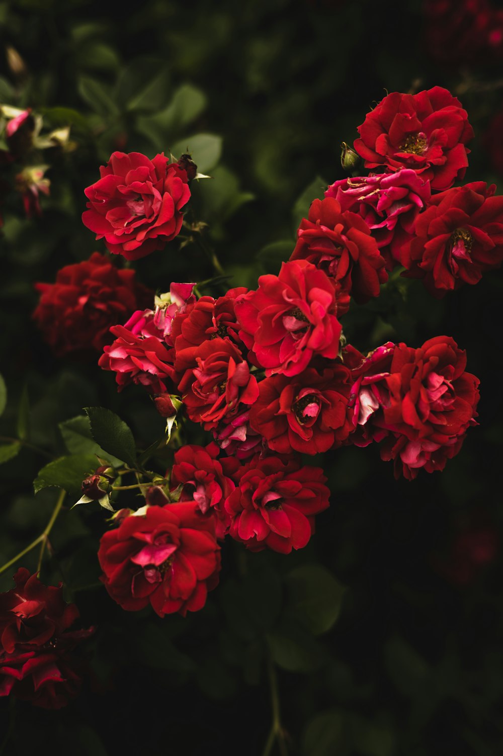 a group of red flowers