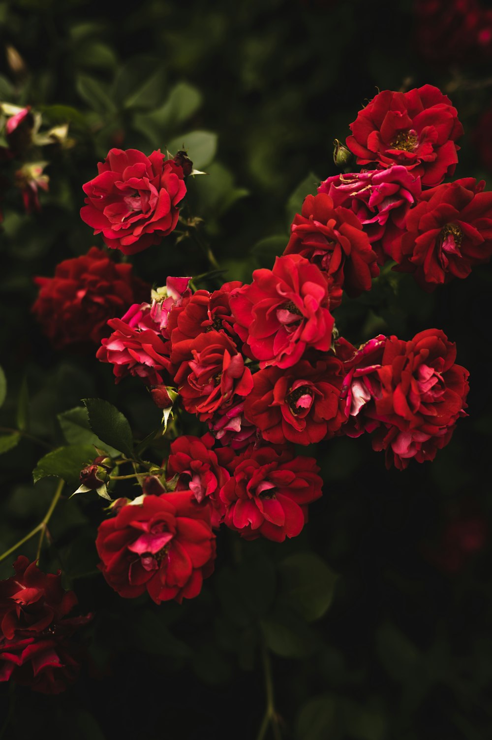 Un grupo de flores rojas