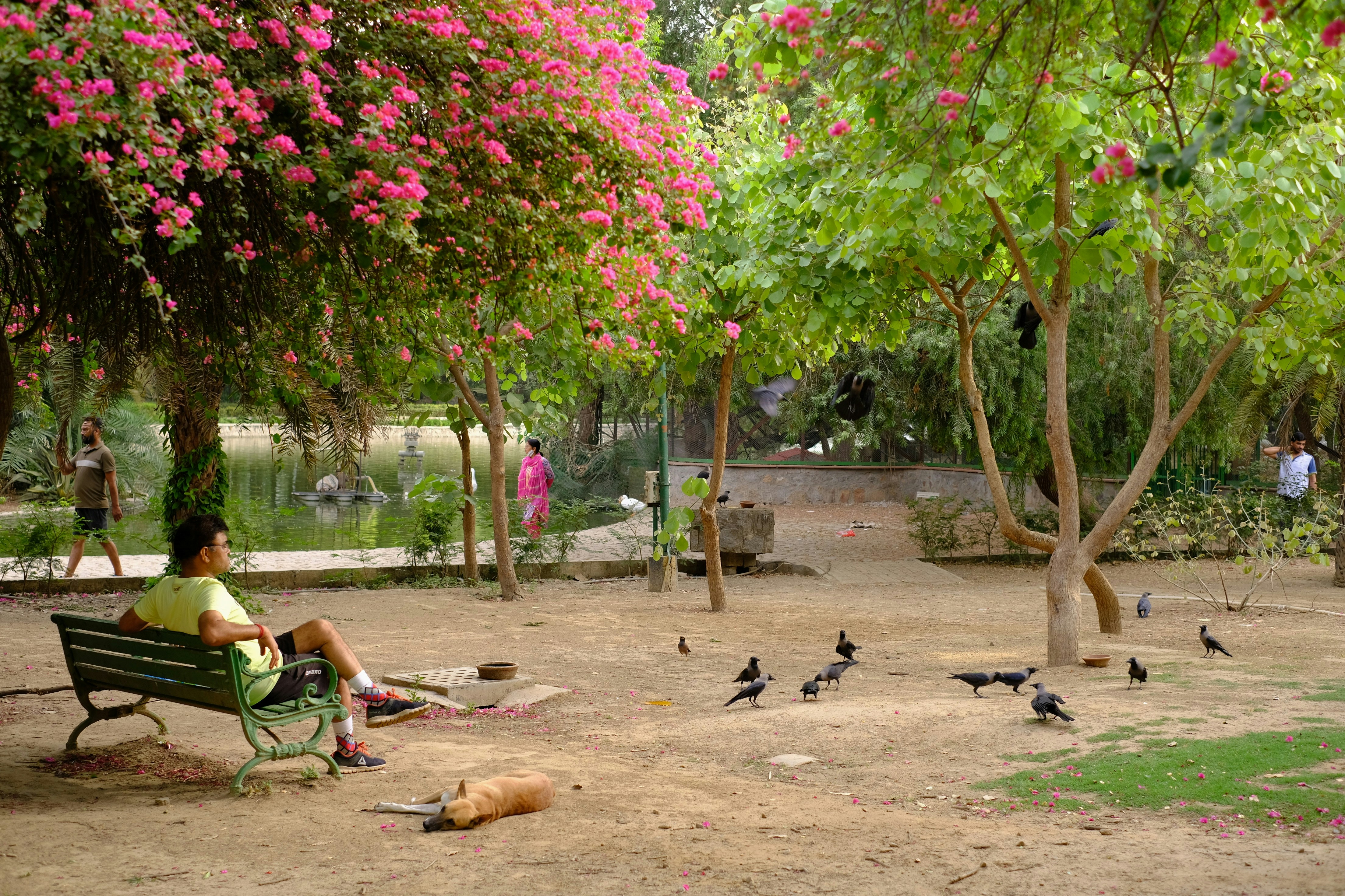 Birdsong City Park