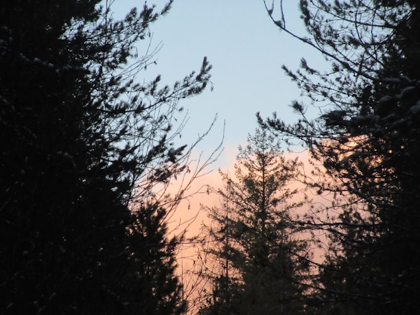 Serene outdoor view of whispering pine trees surrounding the retreat at sunset.