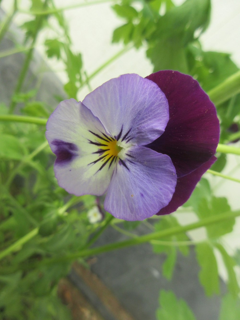 a purple flower with green leaves