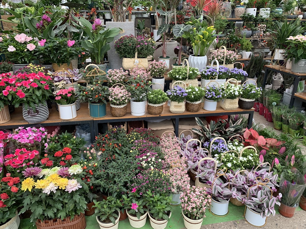 a garden with many potted flowers