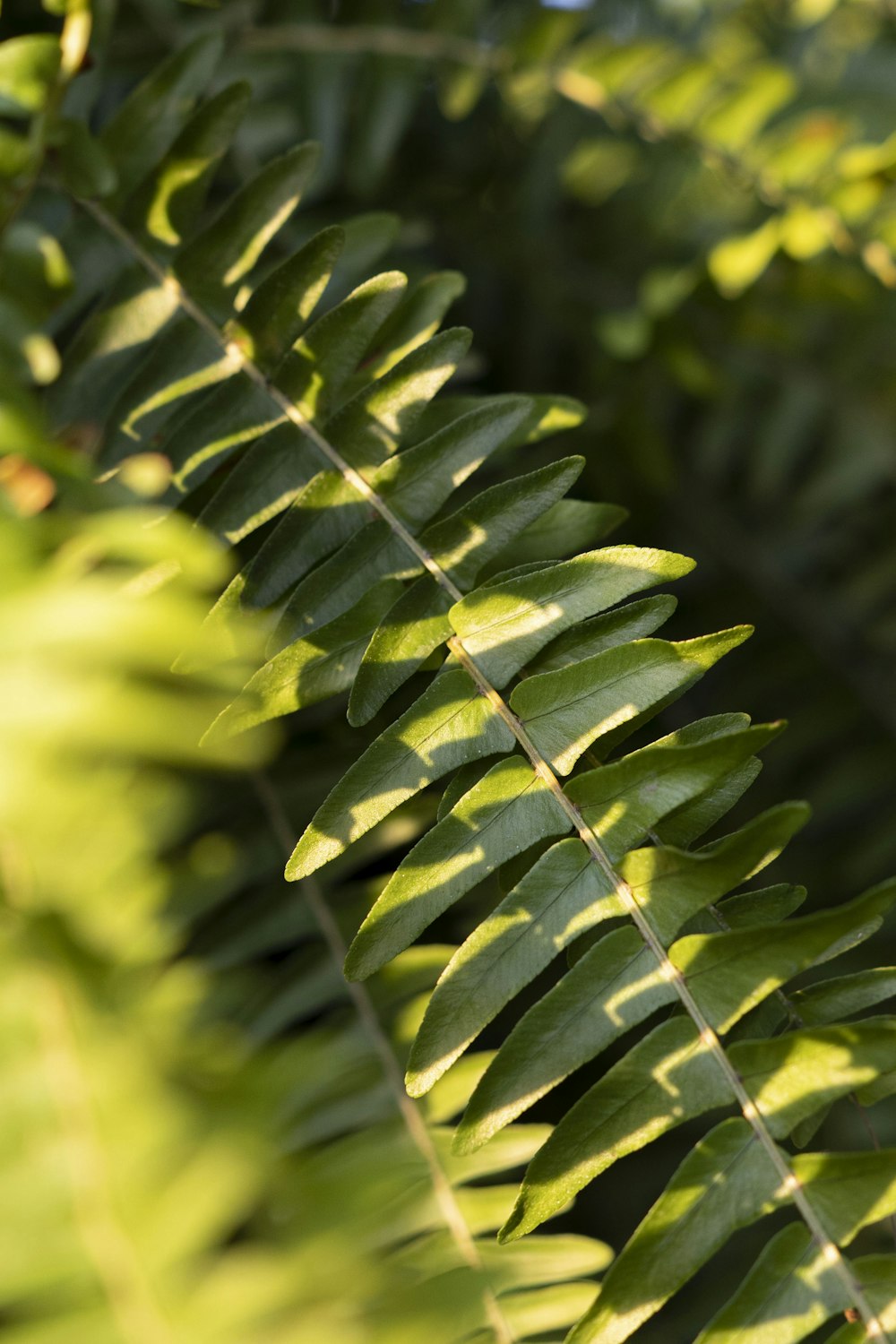 close up of a plant