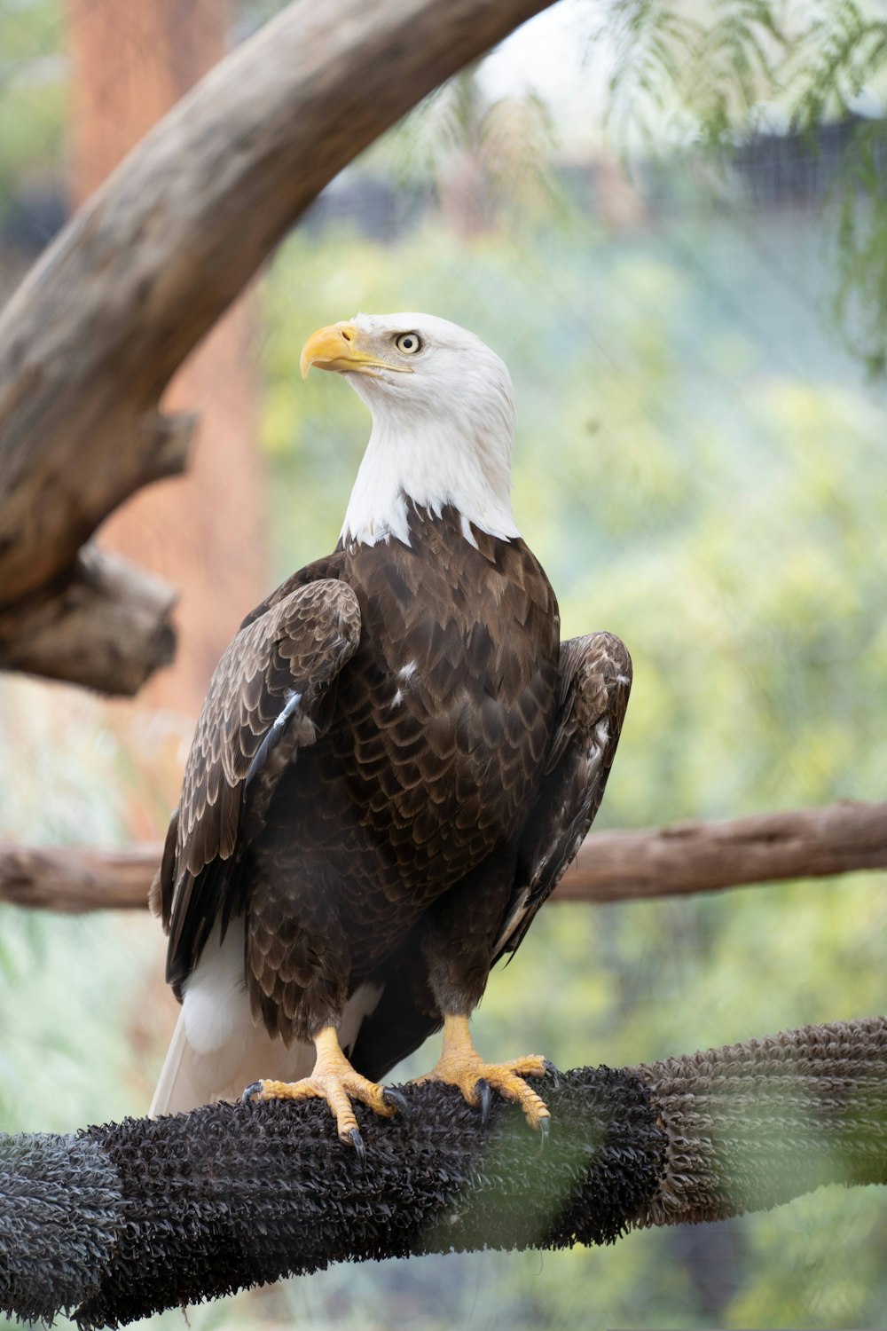 a bald eagle perched on a branch