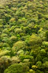 a forest of trees