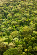 a forest of trees